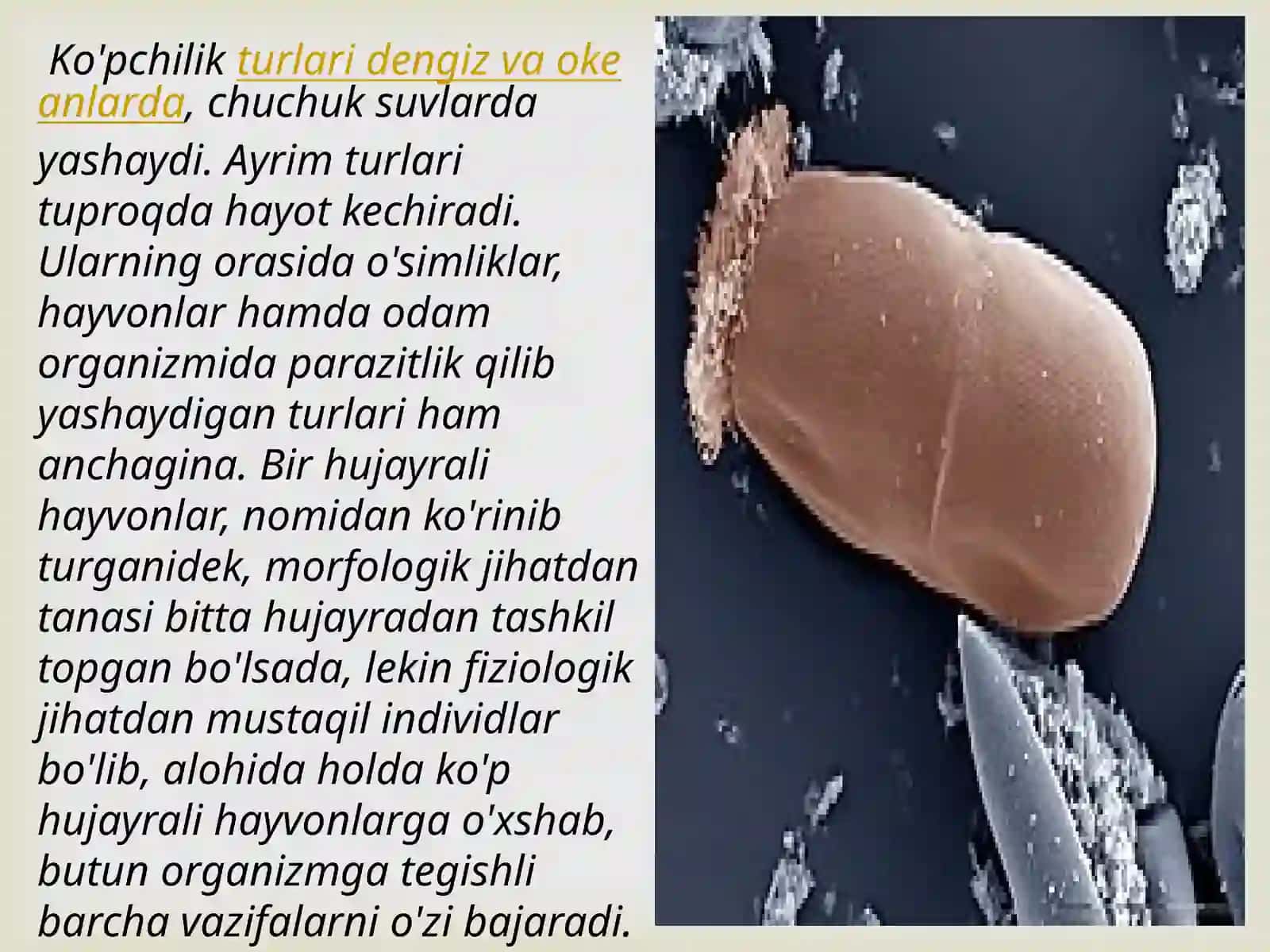 Sodda hayvonlar 3