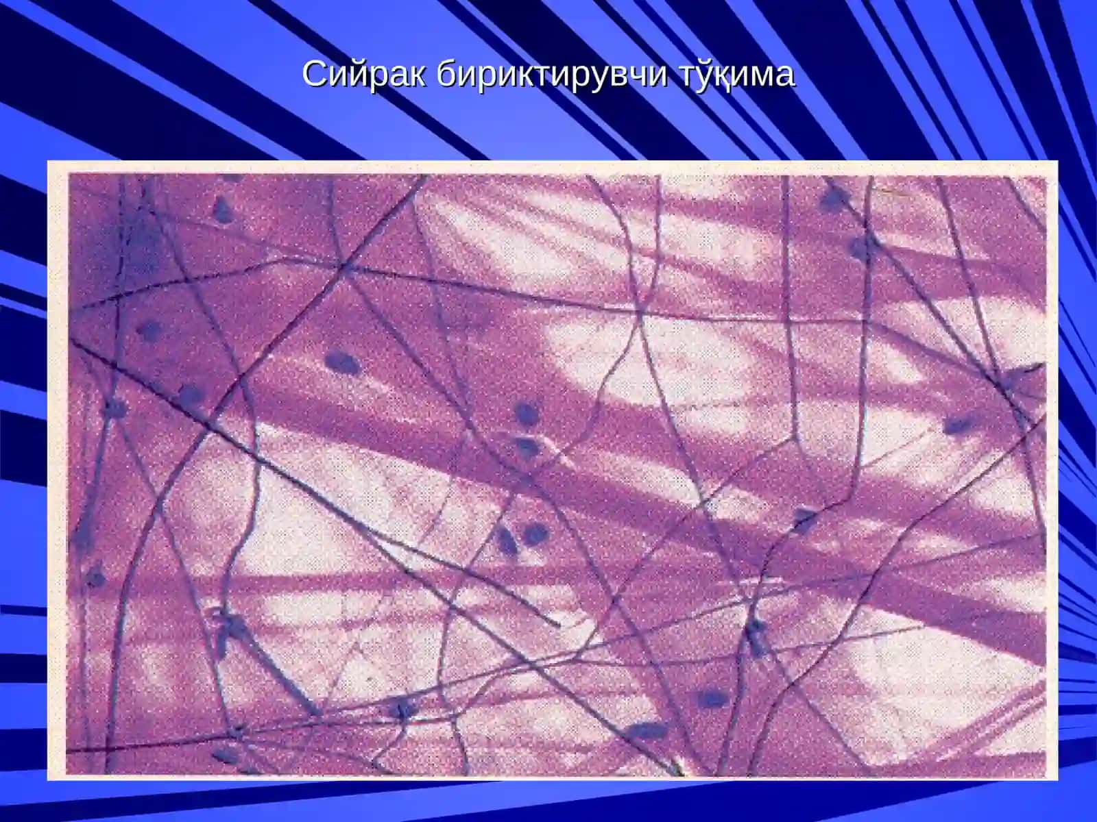 Birriktiruvchi to'qimaning hujayralararo moddasining kelib chiqishi va tuzilishi. Kollagen tolalarining ultrastrukturasi va gistokimyosi 3
