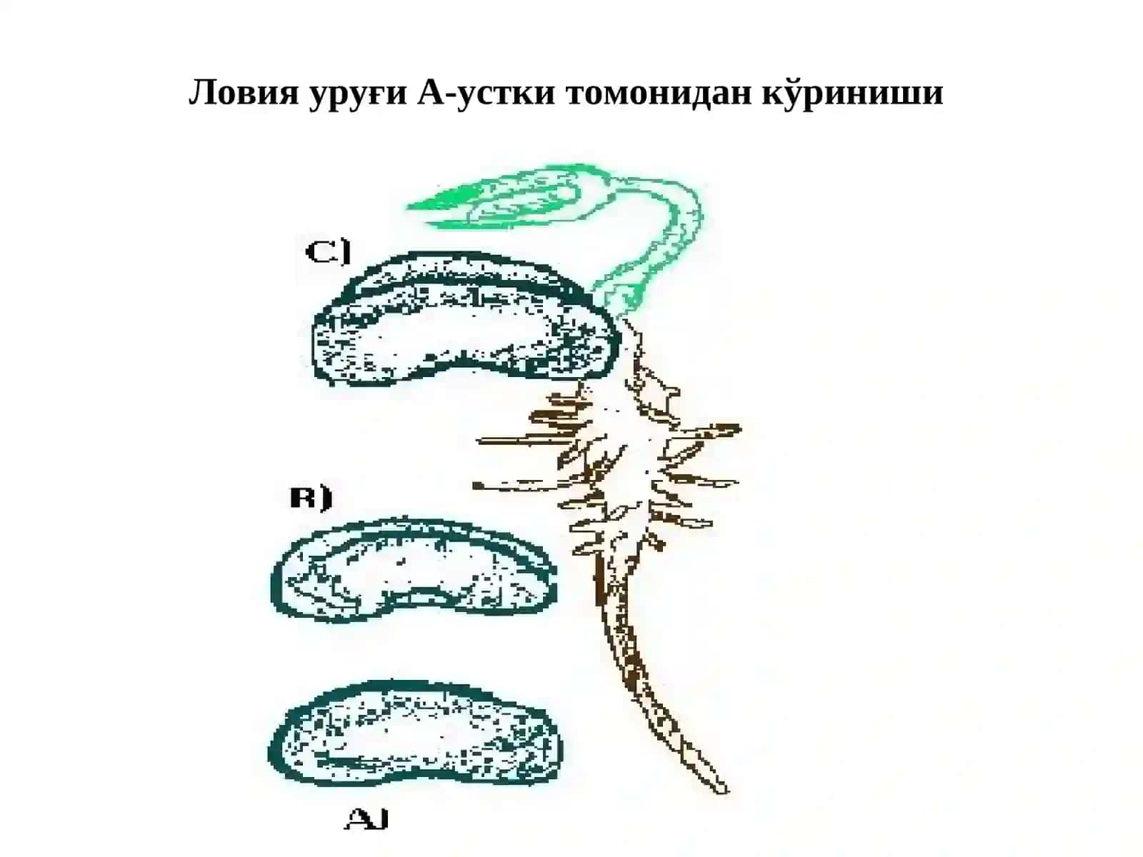 Фитогормонлар 3