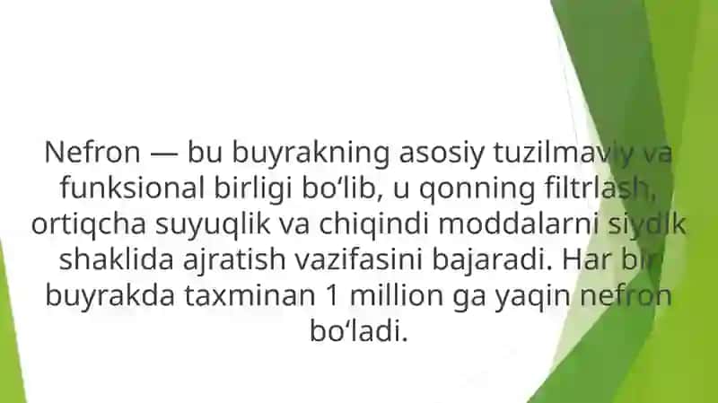Nefron tuzilishi, qismlari, filtratsion baryer. 3