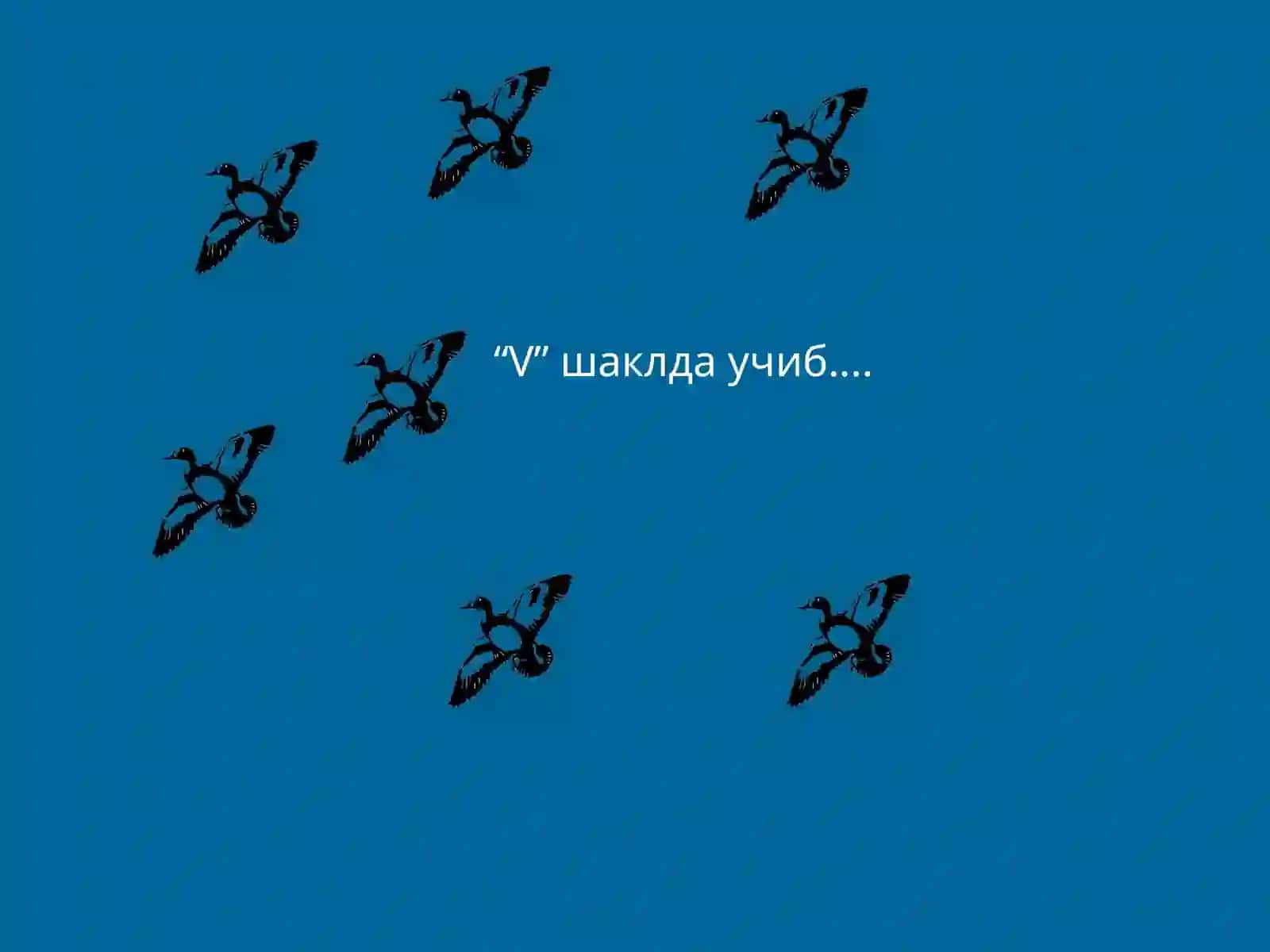 Агар дўстларимиз ва ҳамкасбларимиз билан муносабатимиз ғозлар каби бўлганда эди 3