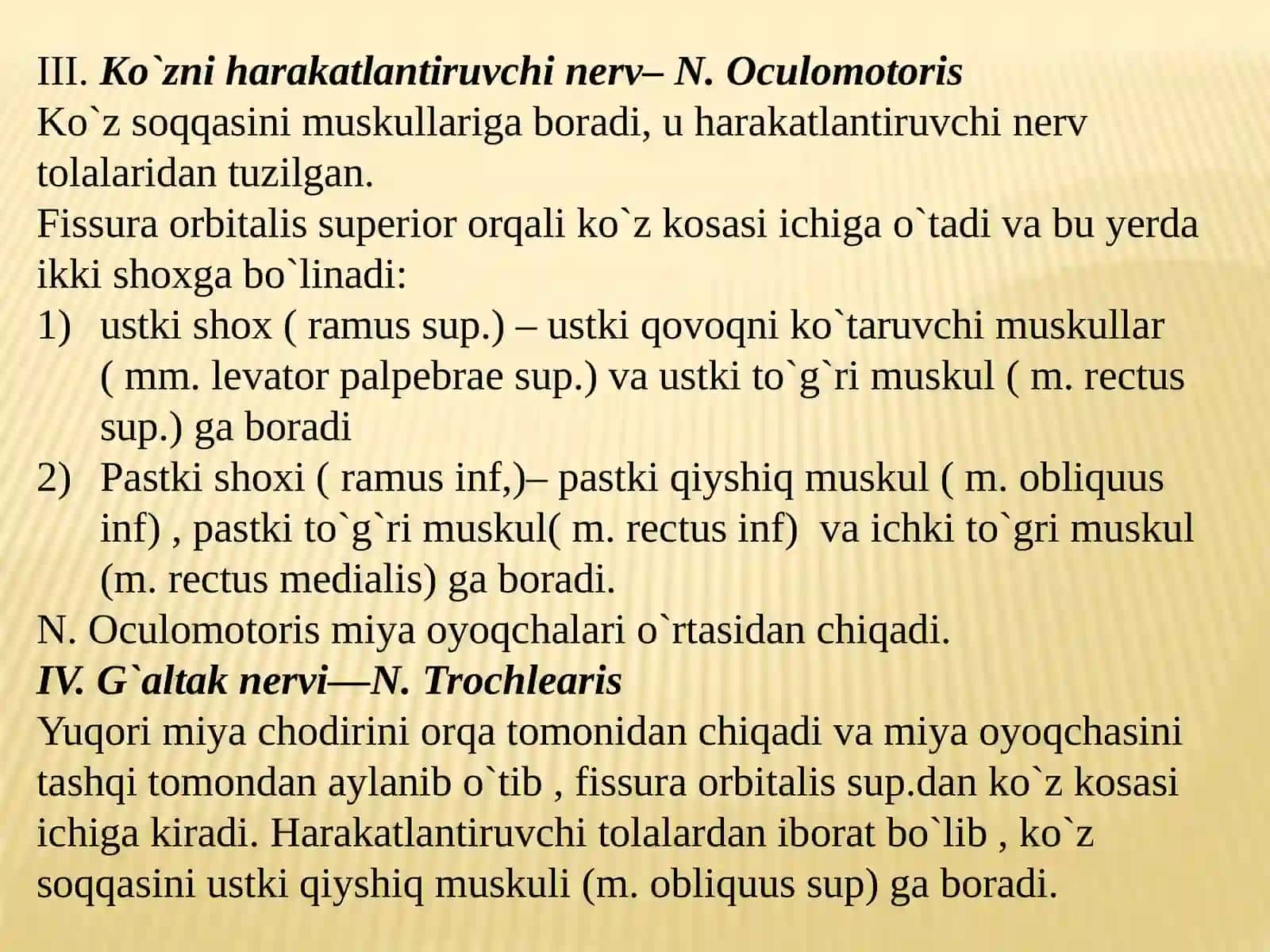 Nervus Olfactorius 3