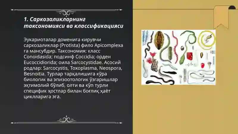 Саркозаликлар инферозаллилар паразитлари 3