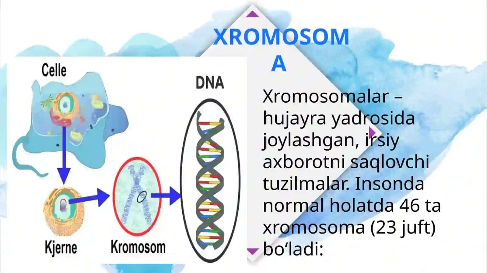 XROMOSOMA 3