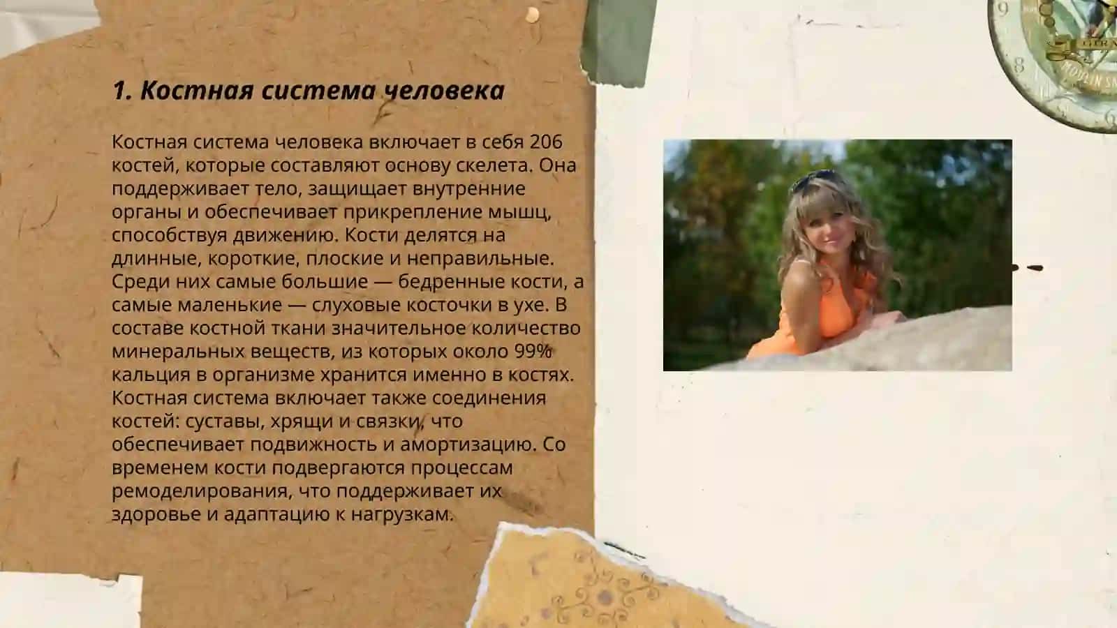 Анатомия и физиология человека 3
