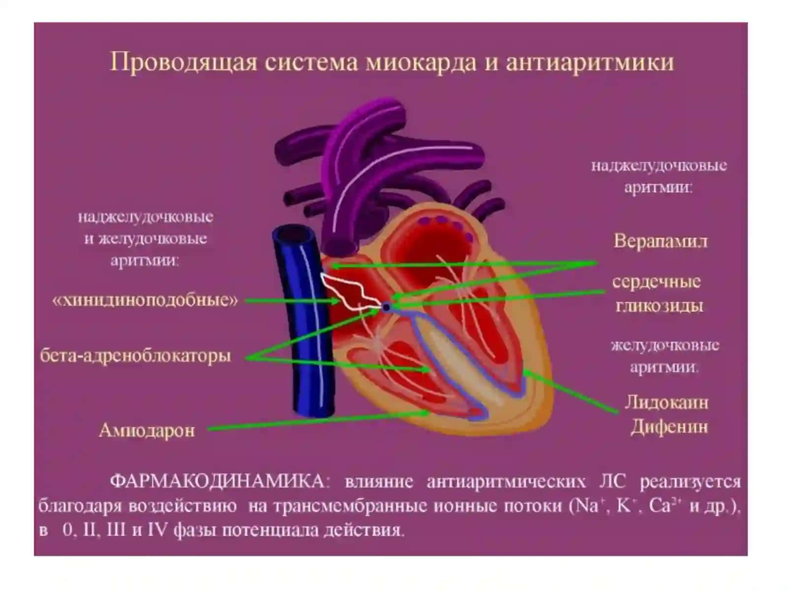 ПРОТИВО АРИТМИЧЕСКИЕ СРЕДСТВА 3