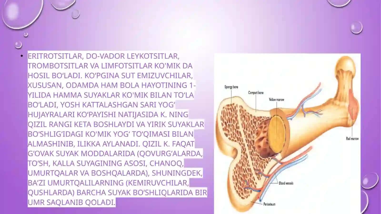 Anatomiya fanidan tayyorlangan prezentatsiyasi 3