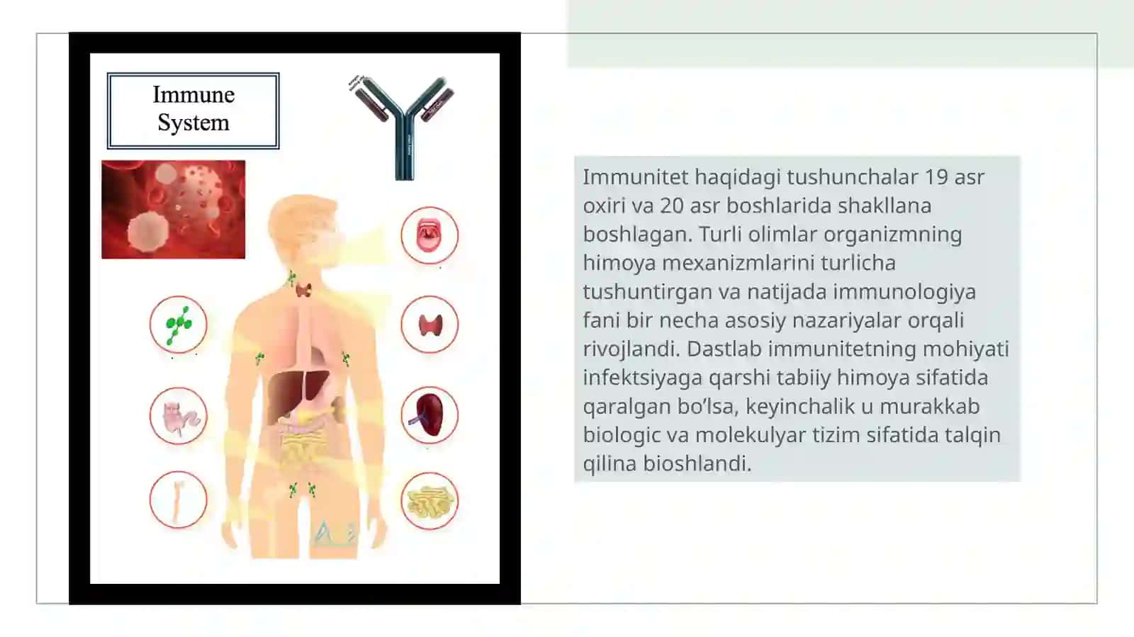 Immunitet Nazariyasi 3