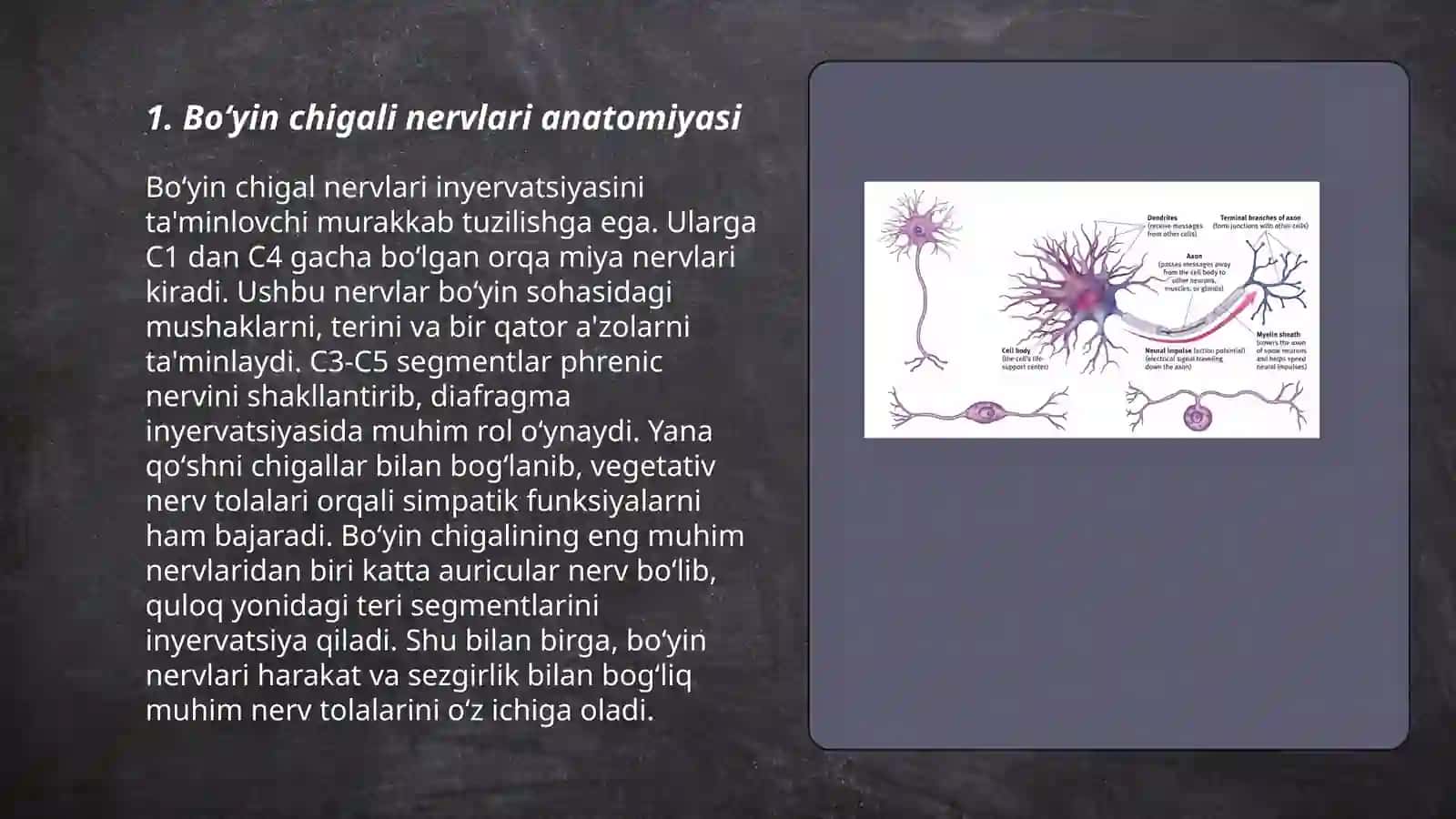 Boʻyin chigali nervlari patologiyasi 3