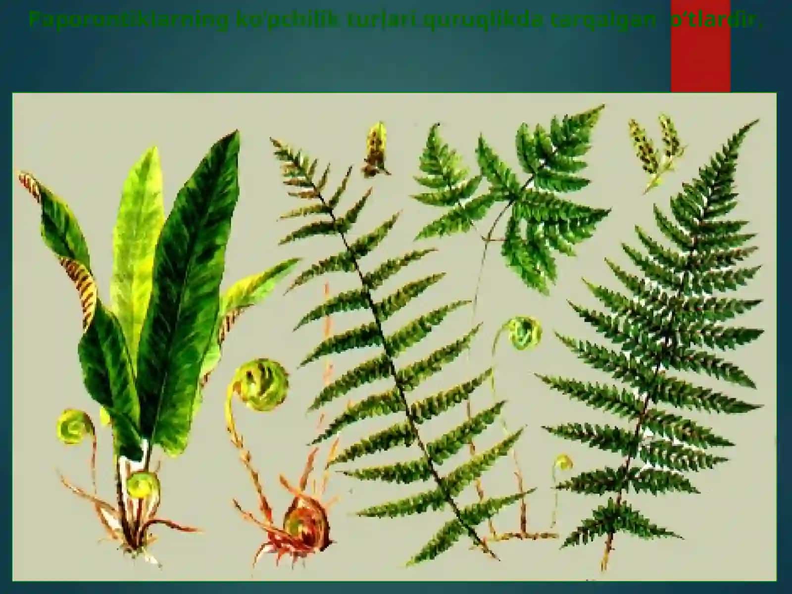 PAPOROTNIKLAR 3