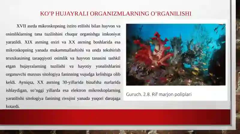 Ko'p hujayrali hayvonlarning kelib chiqish nazariyasi 3