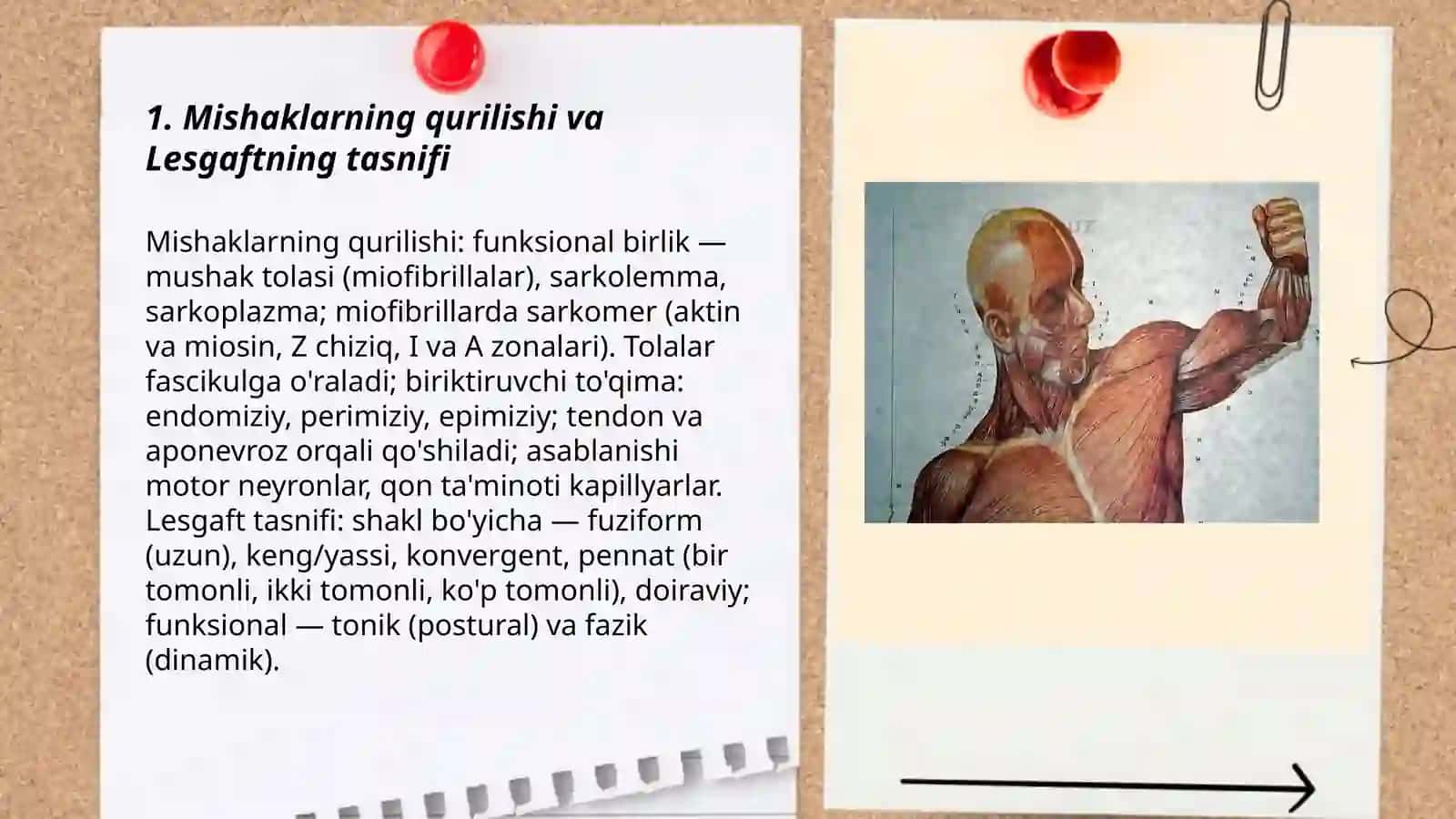 Mishaklarning ishi va biomexanikasi.Lesgaft mushaklar to'g'risidagi ta'limot 3