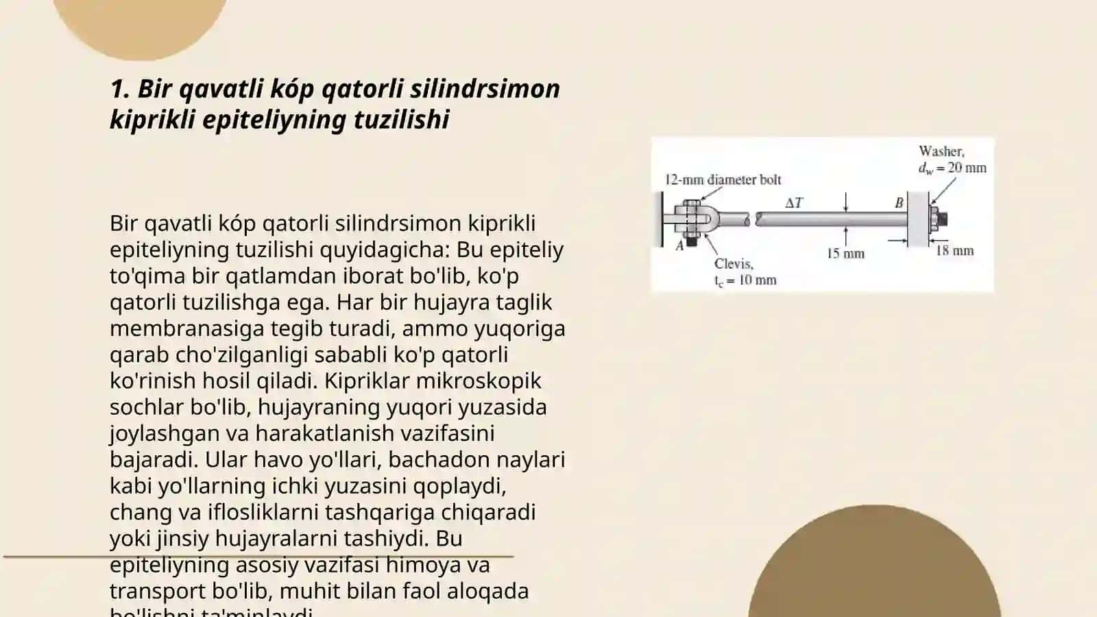 Bir qavatli kóp qatorli silindirsimon kiprikli epiteliy 3