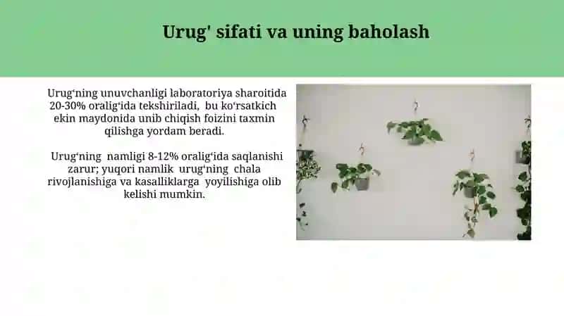 Yalpiz (Glycyrrhiza Glabra) Urug'i Yetishtirish 3