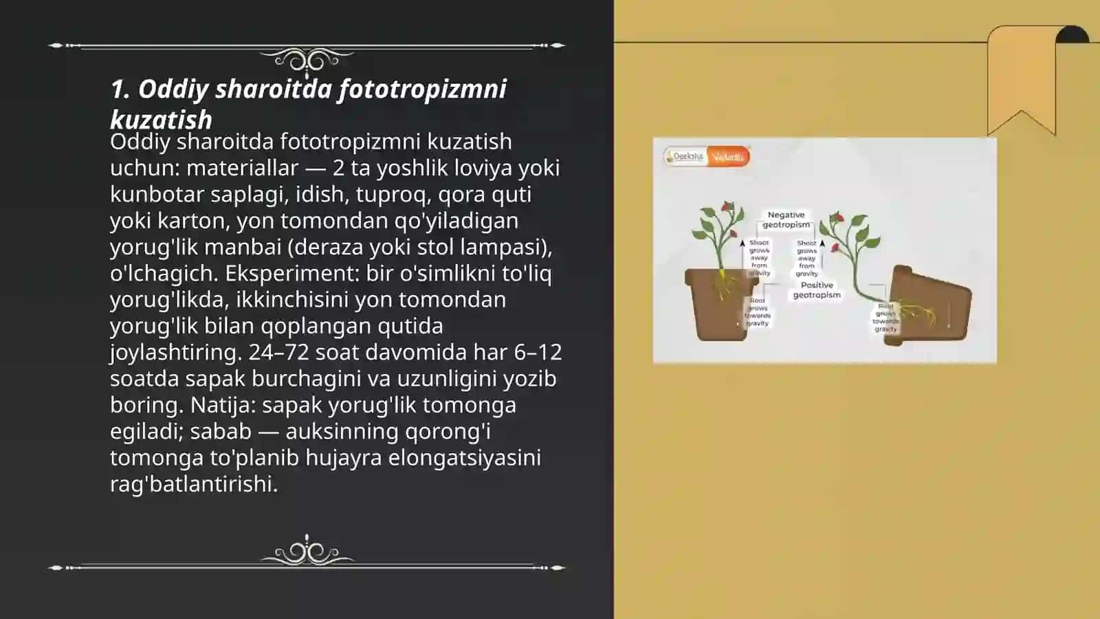 O'simliklardagi fototropizm, fotonastiya, geotropizm hodisalarini kuzatish 3