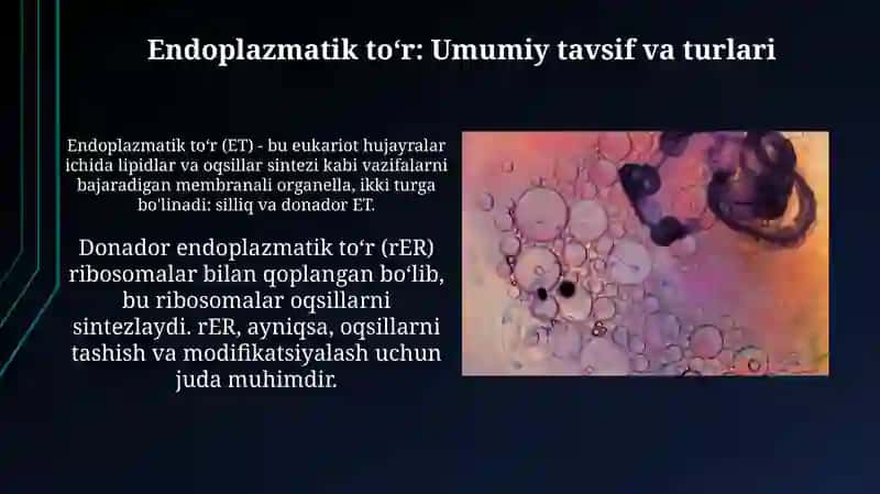 Endoplazmatik retikulim va golji apparati va lizosomalar 3