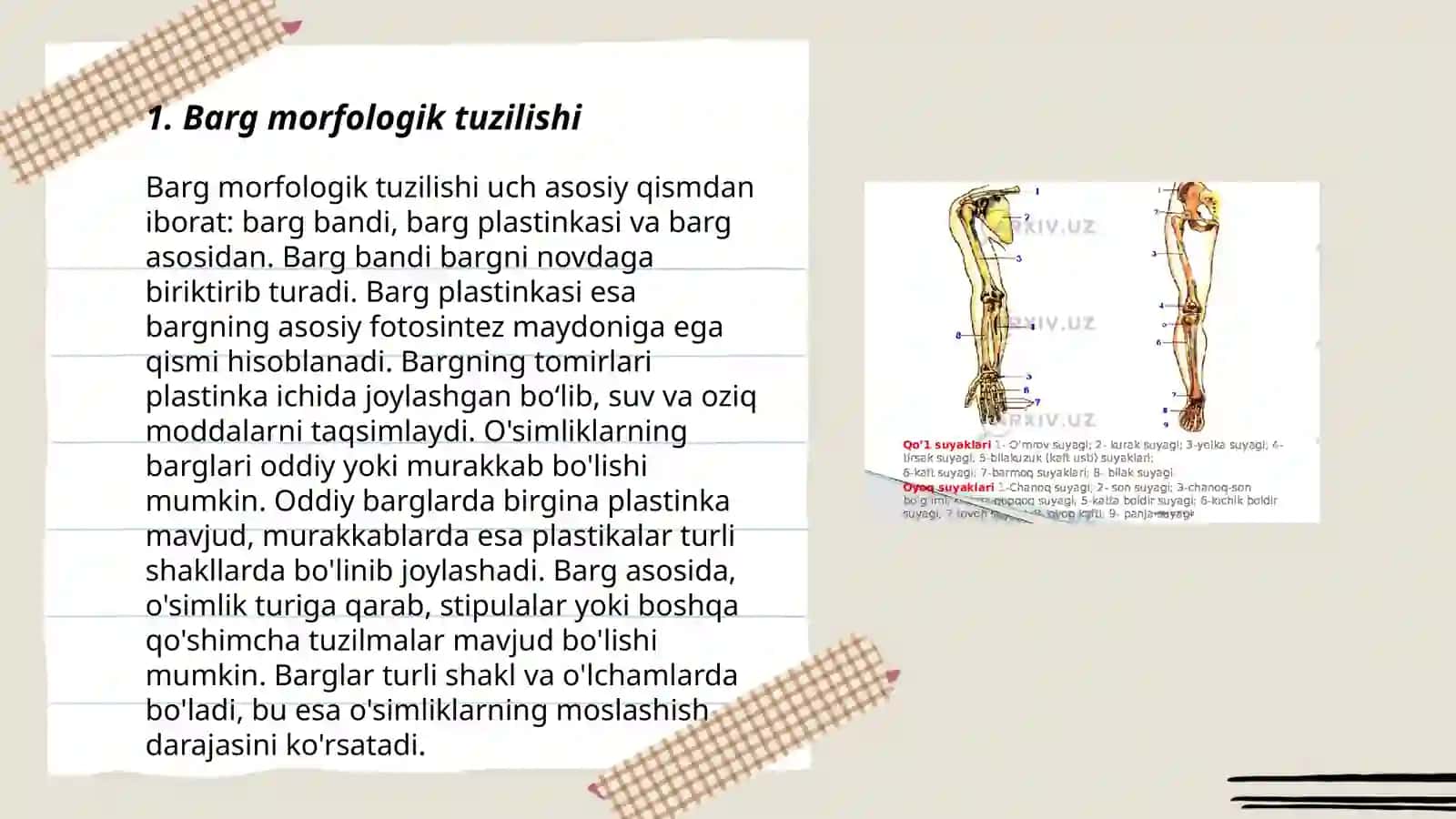 Bargning morfologik tuzilishi, turlari va vazifasi 3