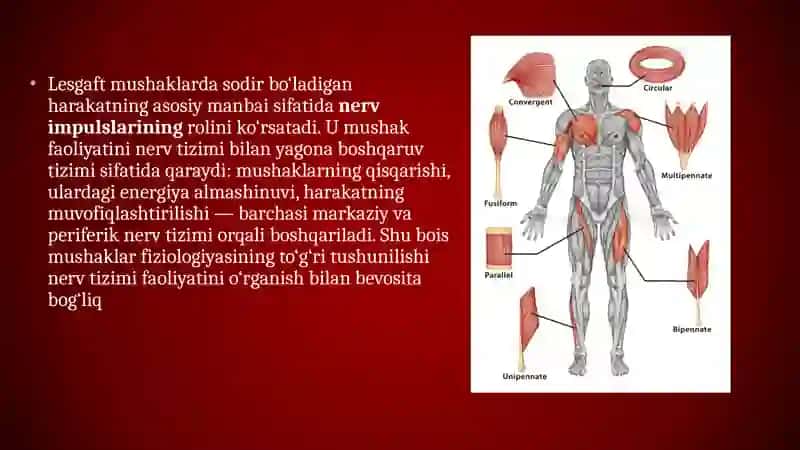 Lestgaft mushaklari toʻgʻrisida ta'limoti 3