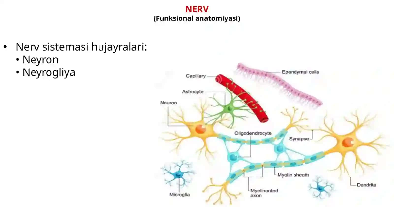 Nerv sistemasi fiziologiyasi. Sinapslar. 3