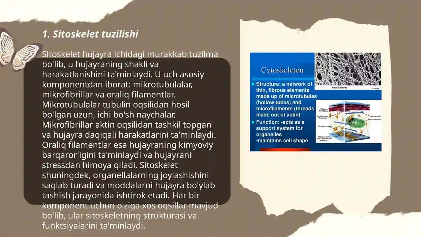 Sitoskelet 3
