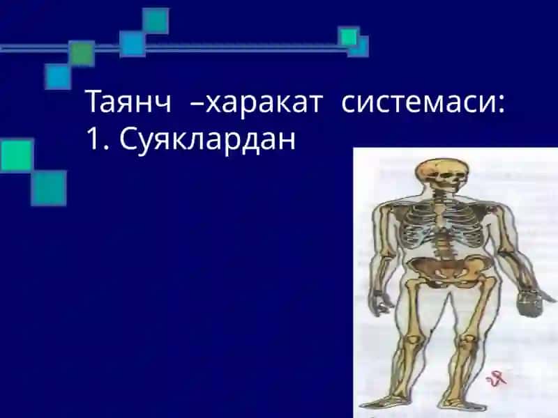 Таянч –харакат системаси анатомо-физиологияси ва патологияси 3