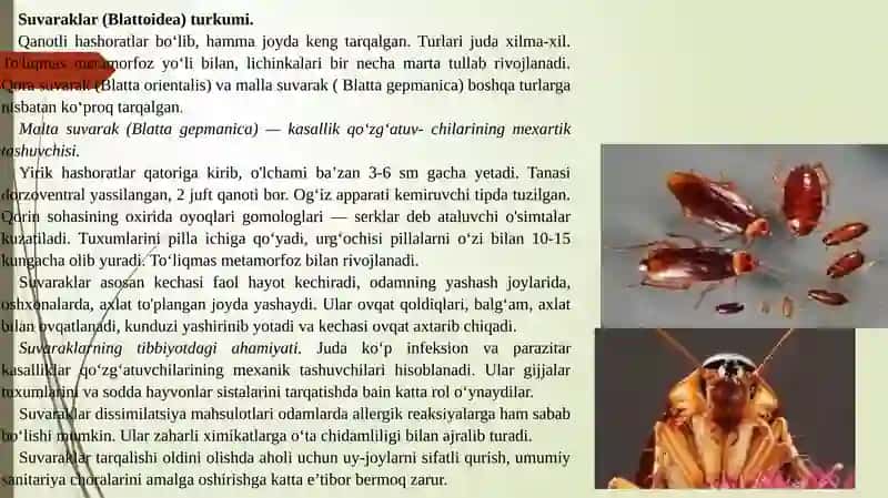 Tibbiyotda ahamiyatga ega bo‘lgan hasharotlar: bit, burga, suvarak, qandala, chivinlar- bezgak, oddiy, sariq isitma chivinlar. Iskaptopar. pashshalar- uy pashshasi, volfart, kuzgi, se-se pashshasi 3
