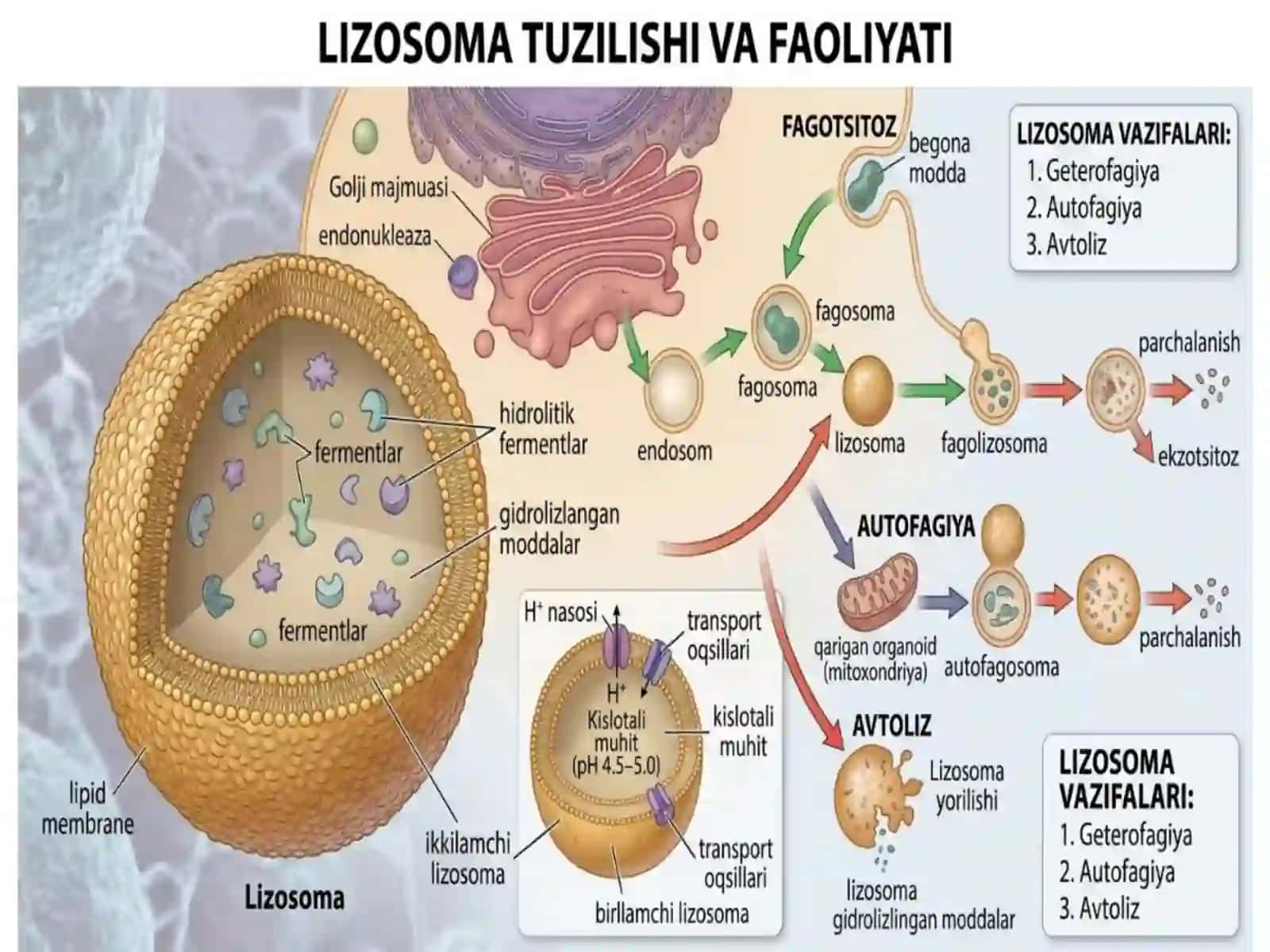 Lizosomaning tuzilishi 3