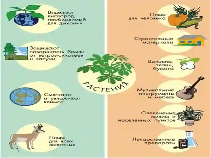 O'SIMLIKLARNING INSON HAYOTIDA TUTGAN O'RNI VA BIOSFERADAGI AHAMIYATI. 3