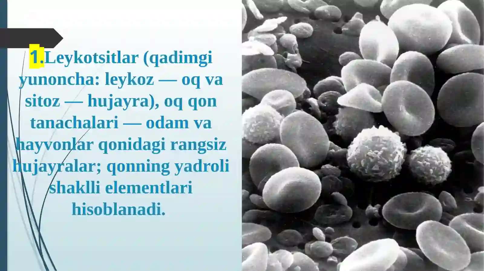 Leykositlar metobalizmi va xususiyatlari 3
