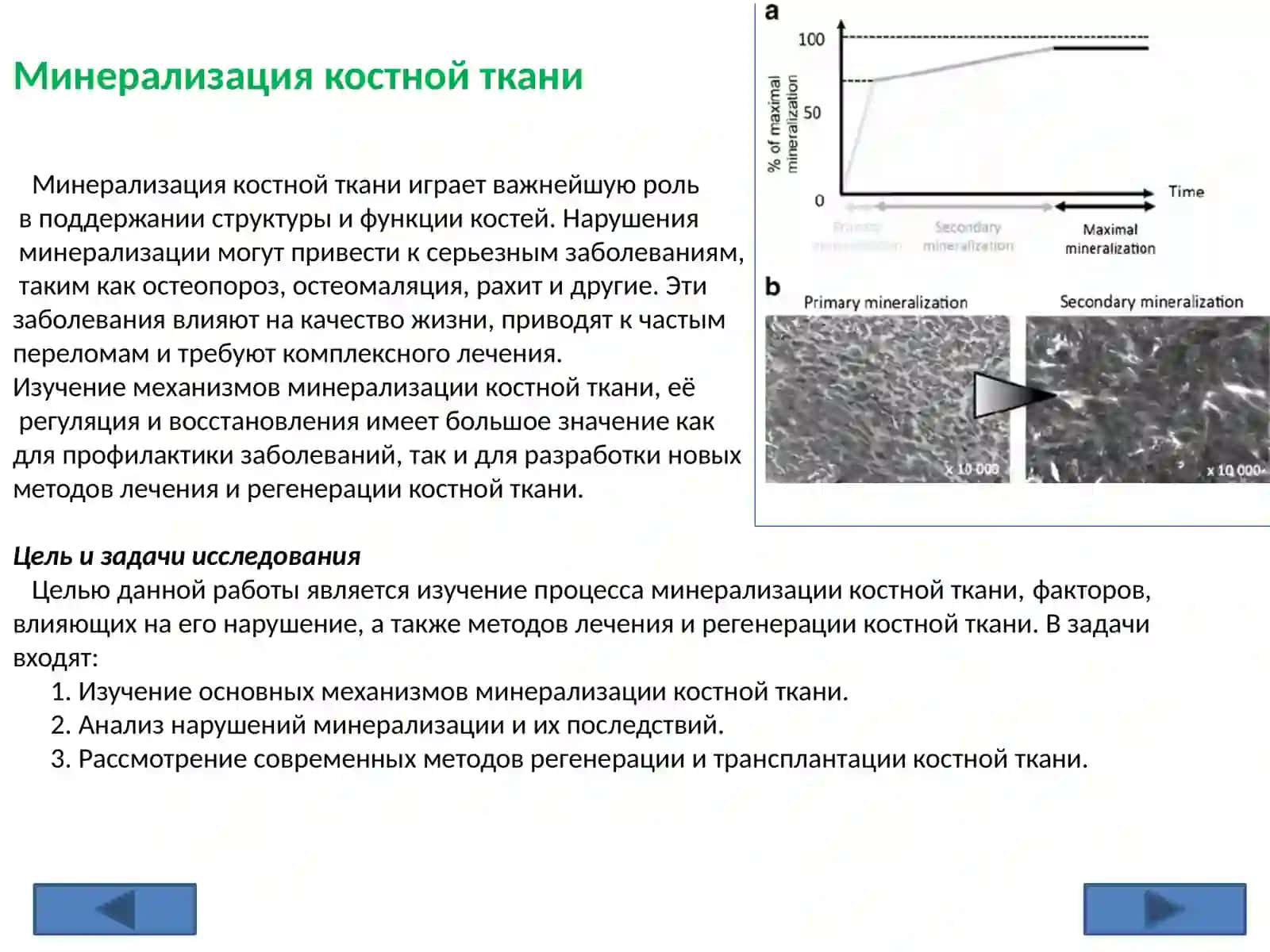 Минерализация костной ткани, ее регуляция и нарушения. Регенерация и трансплантация гипсовых тканей. Факторы, влияющие на рост костей 3