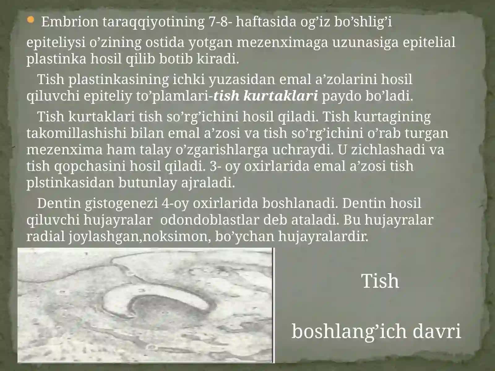 Tishlarningtuzilishi 3