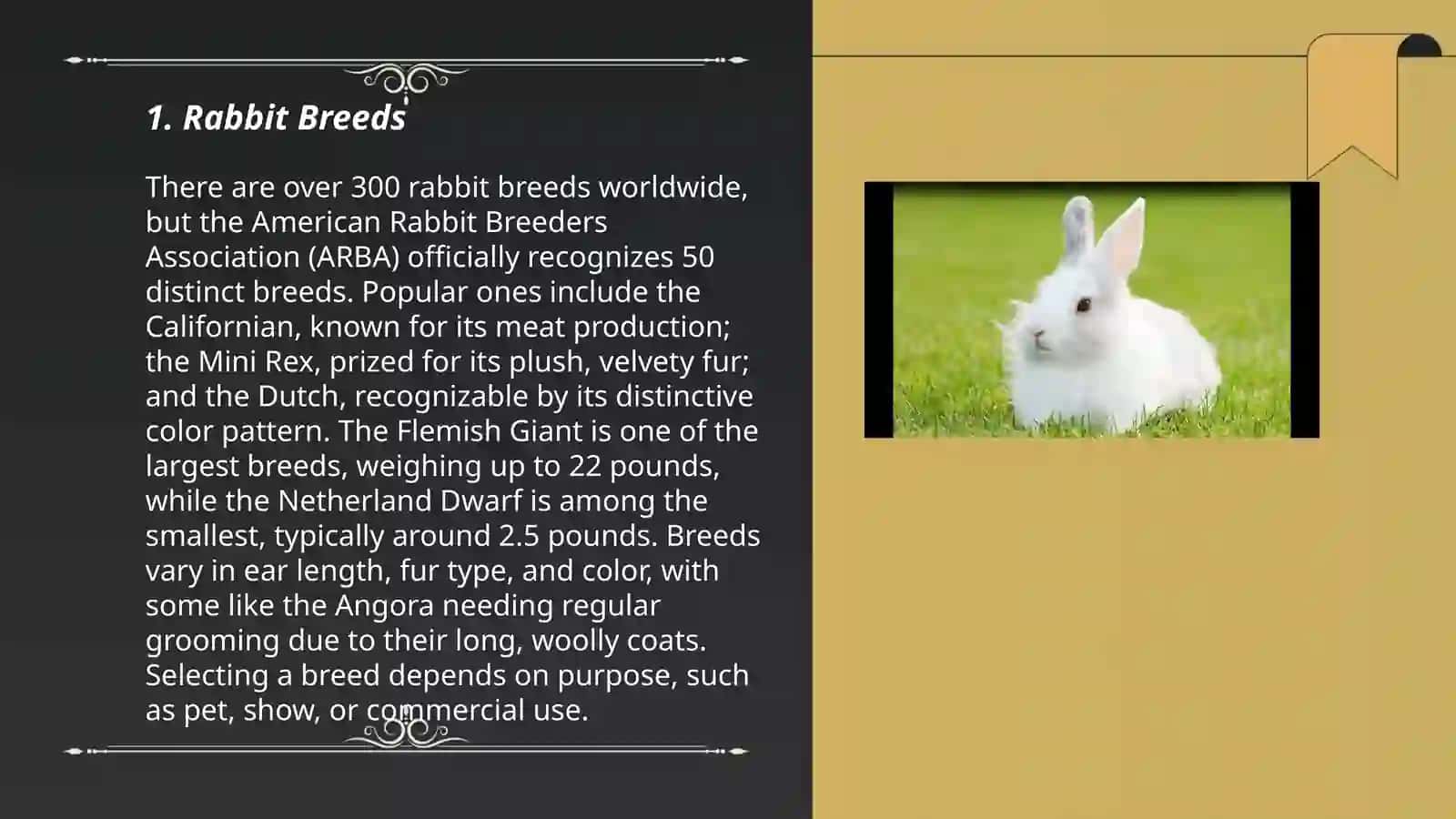 Rabbit Breeds 3
