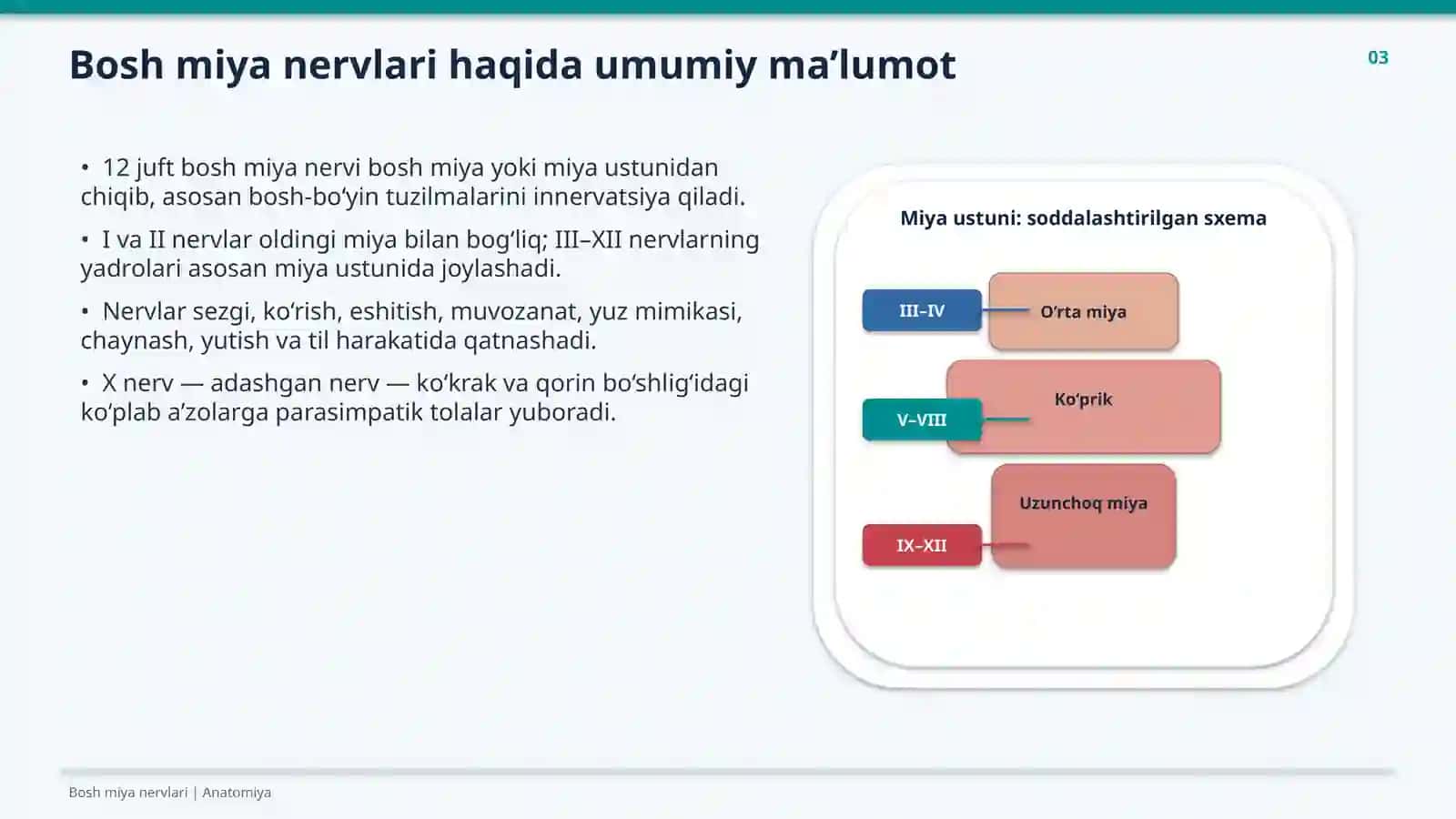 O‘N IKKI JUFT BOSH MIYA NERVLARI 3