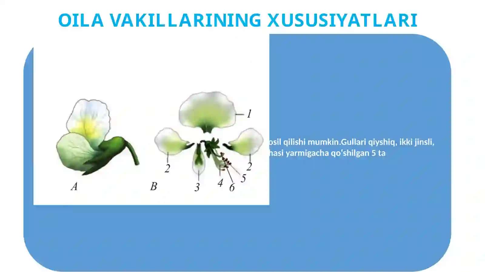 Burchoqdoshlar Oilasi 3