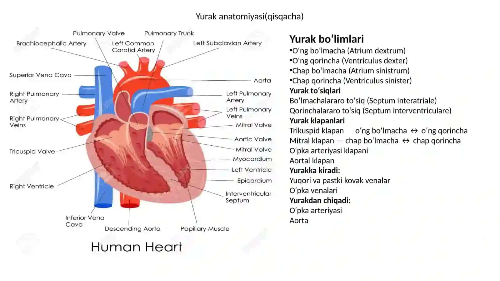 YURAK – QON TOMIR KASALLIKLARIDA NUR TASHXIS USULLARI 3