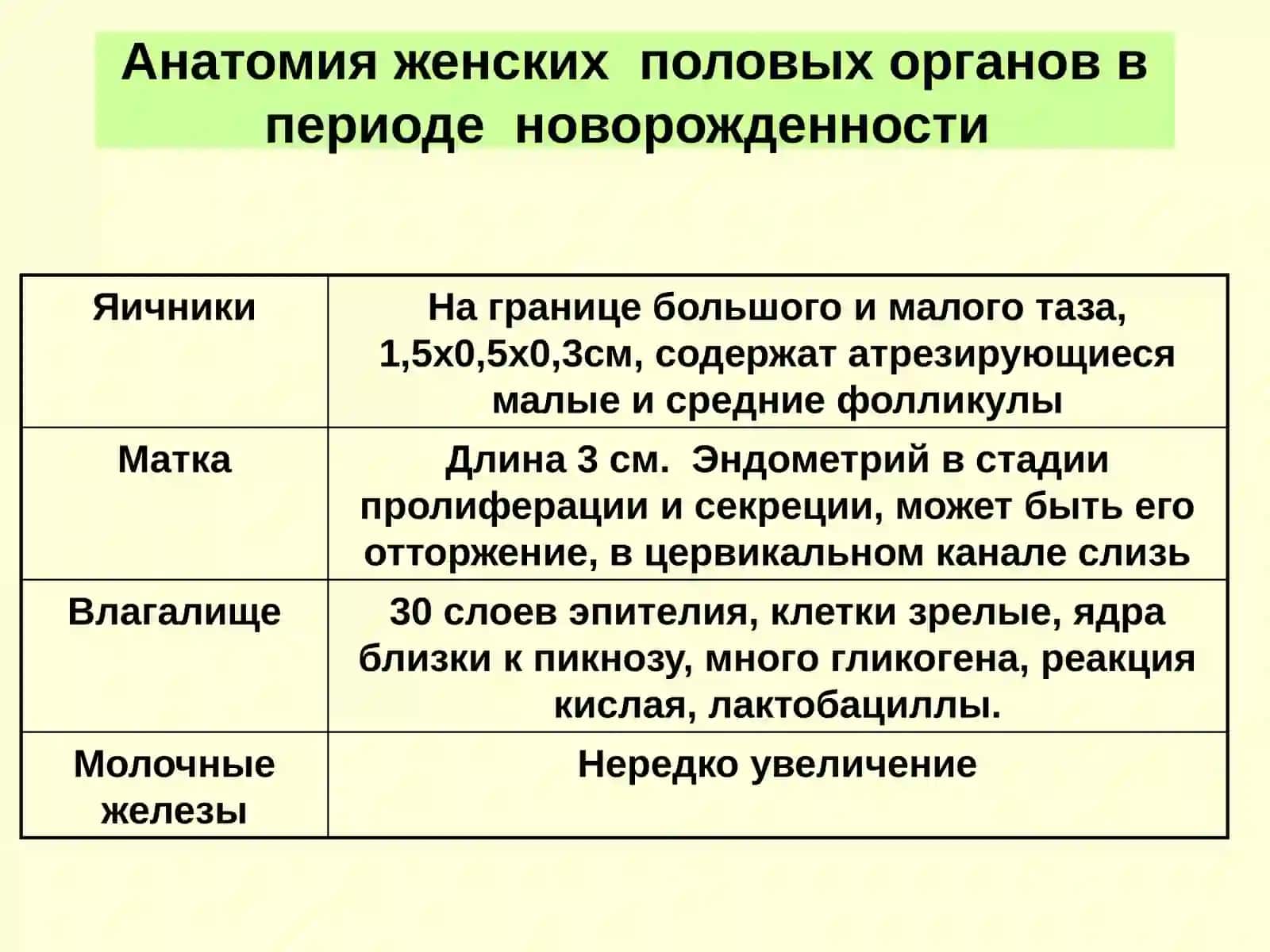Формирование женских половых органов 3