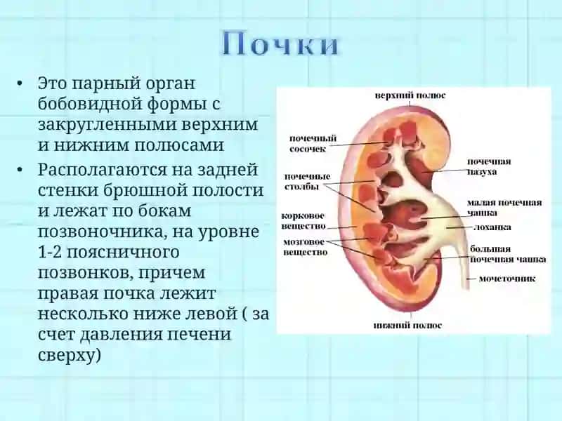 Почки 3