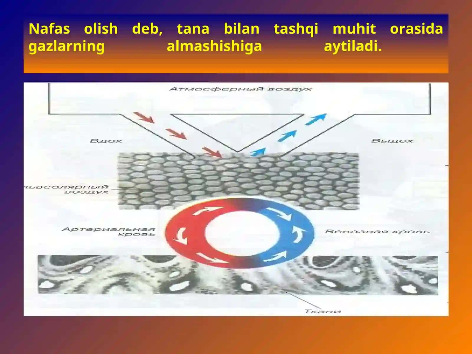 NAFAS A’ZOLARIFIZIOLOGIYASI 3