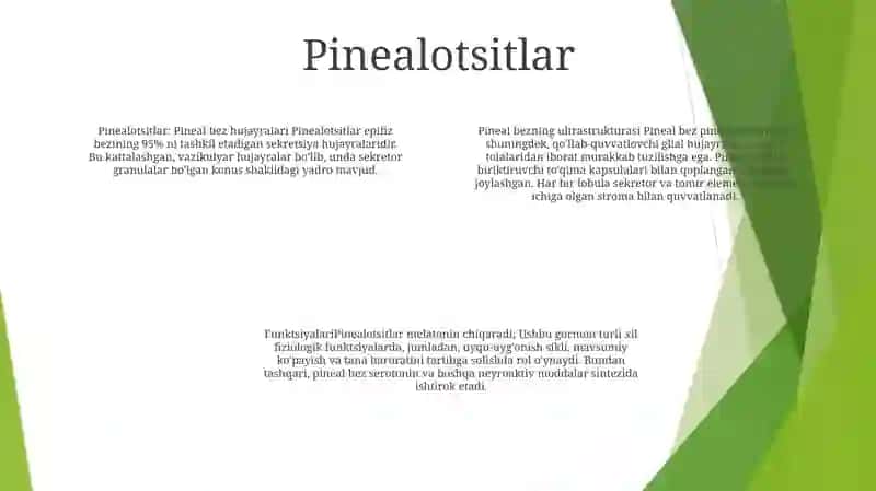 Pineal bez: tuzilishi va funktsiyasi 3