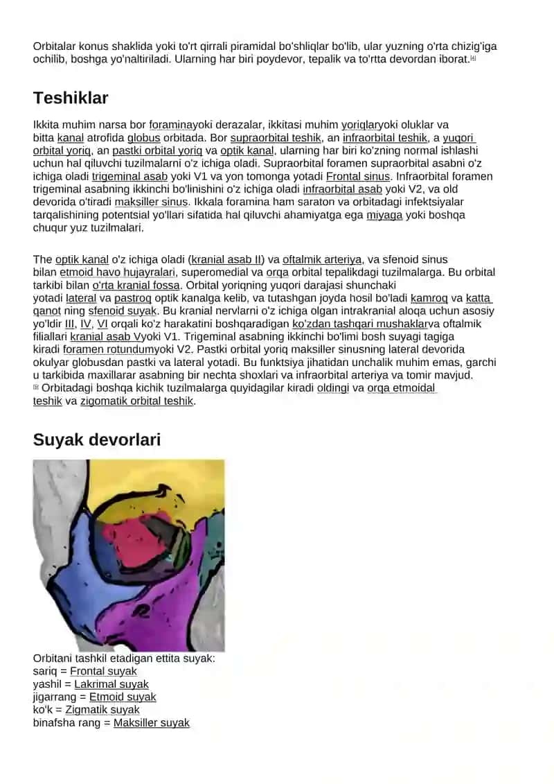 Orbit (anatomiya) 3