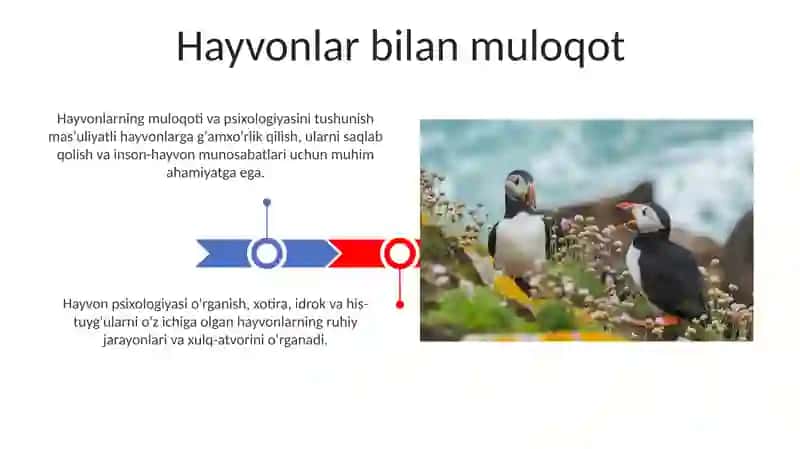 Hayvonlar psixik faoliyatining umumiy tavsifi 3