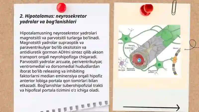 Gematoensafolik to'siq gistafiziologiyasi 3