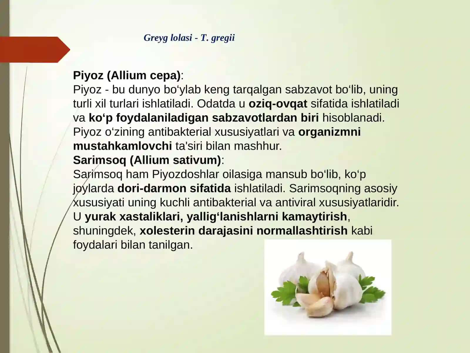 Loladoshlar – Liliaceae oilasi. Piyozdoshlar  – Alliaceae oilasi (Turlari). 3