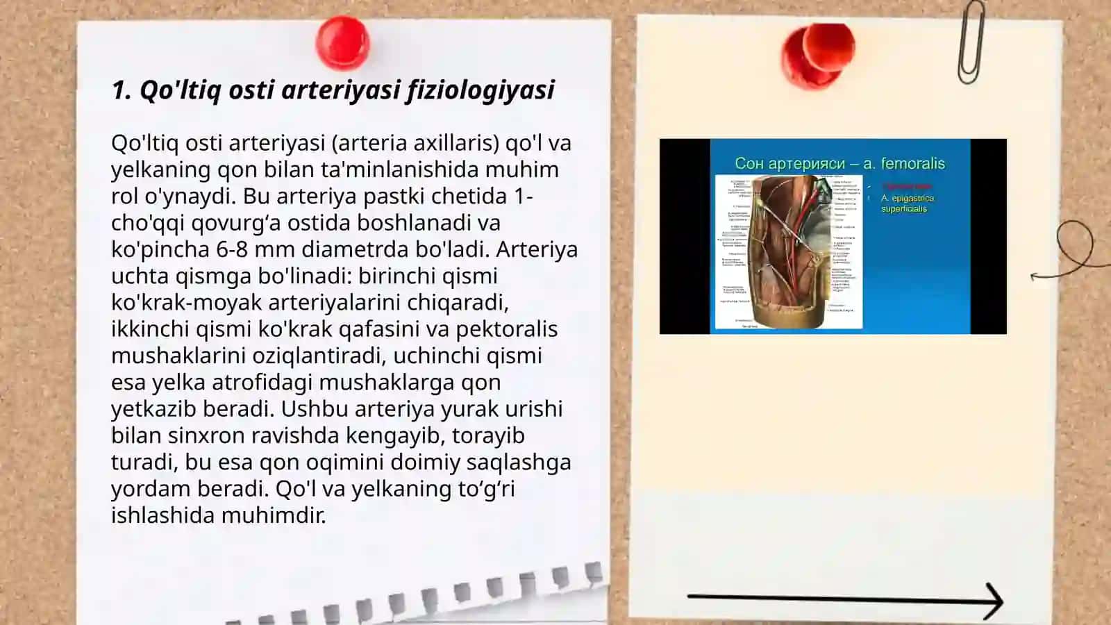 Qo'ltiq osti arteriyasi fiziologiyasi 3