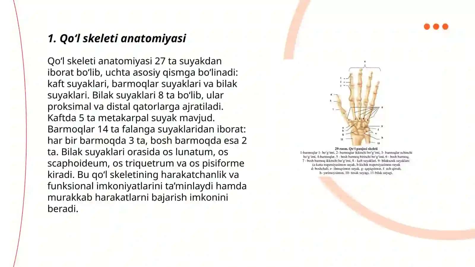 Qoʻl va oyoq skeleti 3