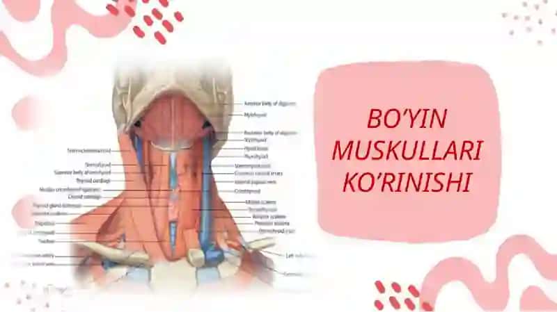 Boʻyin va bosh muskullari 3