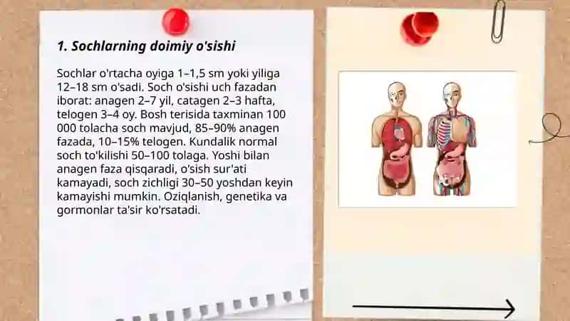 Inson tanasining yoshi bilan o'sishda davom etadigan qismlari 3