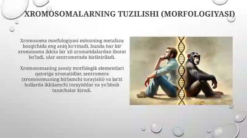 Odamvahayvonxromosomalariningmorfofunksionalxaraktetistikasi 3