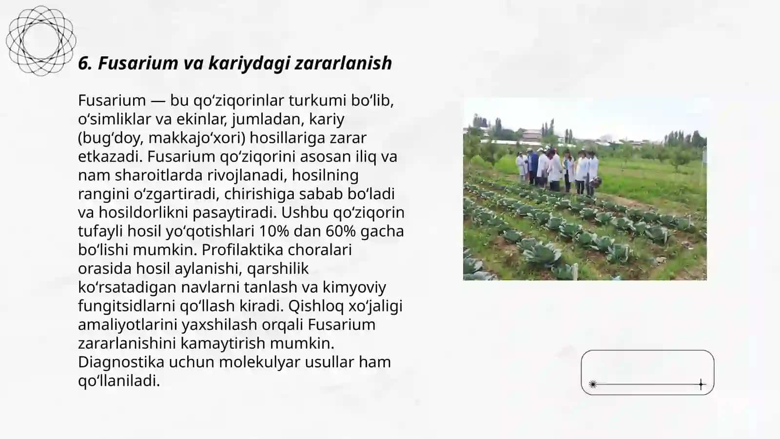 Issiqxonada karam ekinlarining zamburug’li kasalliklari 3