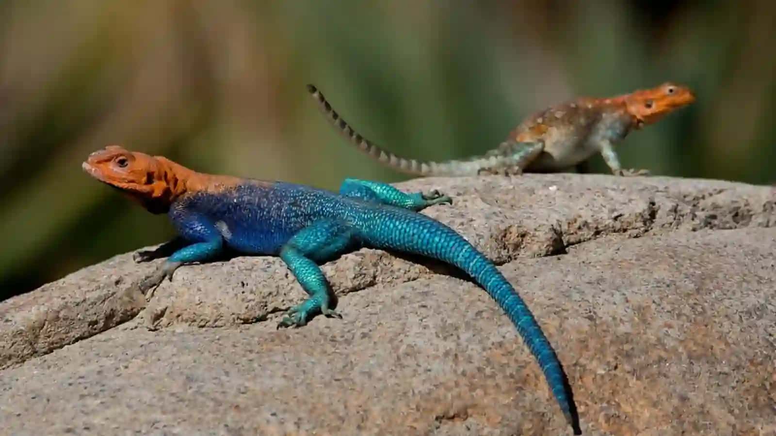 7-sinf Zoologiya 'Sudralib yuruvchilarning xilma-xilligi tangachalilar turkumi' ko'rgazma 3